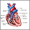 Heart valves - anterior view