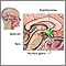 Hypothalamus