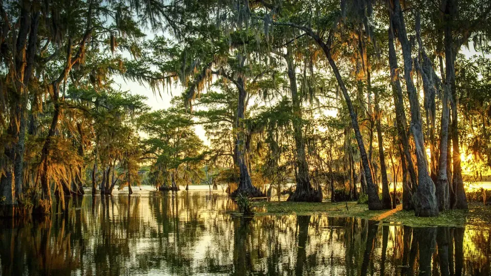 Moss-draped tupelo and cypress trees in Louisiana swamp