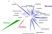 Example phylogenetic tree in radial format.