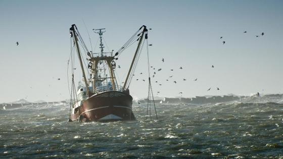 Fischkutter mit Netzen im Wasser, umgeben von Möwen