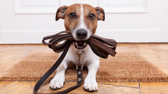 ein kleiner Hund liegt auf dem Fußabtreter vor der Tür und hat eine Leine im Maul