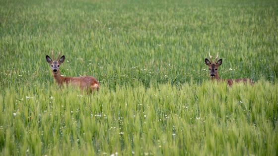 Zwei Rehe stehen im Getreidefeld