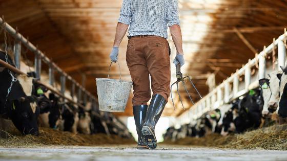 Landwirt geht mit Forke und Eimer durch einen Rinderstall