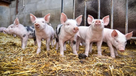 5 Ferkel im Stall mit Stroh, im Hintergrund eine Sau