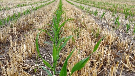 Strip-Till-Bestellung von Mais zur Abdeckung des Bodens