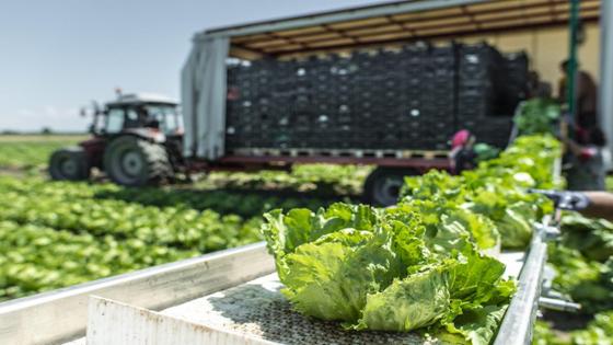 Viele Salatköpfe liegen auf einem Fließband. Im Hintergrund ist ein Traktor mit Anhänger und einigen Paletten zu sehen.