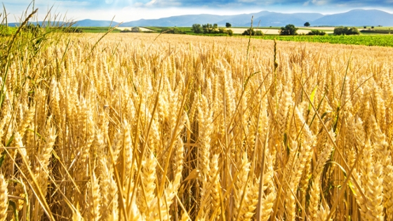 Weizenfeld, im Hintergrund weitere Felder und Berge