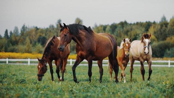 Fohlen mit Pferden auf Wiese