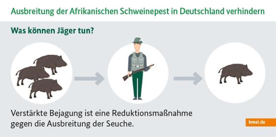 Infografik zur Afrikanischen Schweinepest