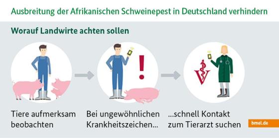 Infografik zur Afrikanischen Schweinepest