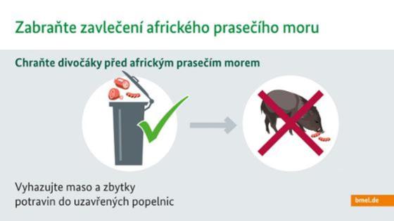 Infografik auf Rumänisch zur Afrikanischen Schweinepest