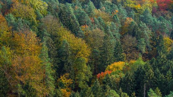 Mischwald im Herbst von oben