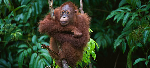 Junger Orang-Utan sitzt im Regenwald auf einem Baum