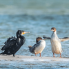 Junger Kormoran im Wasser mit Artgenossen 