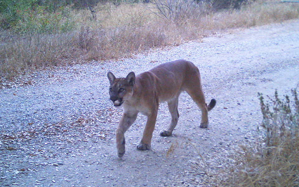 Mountain lion