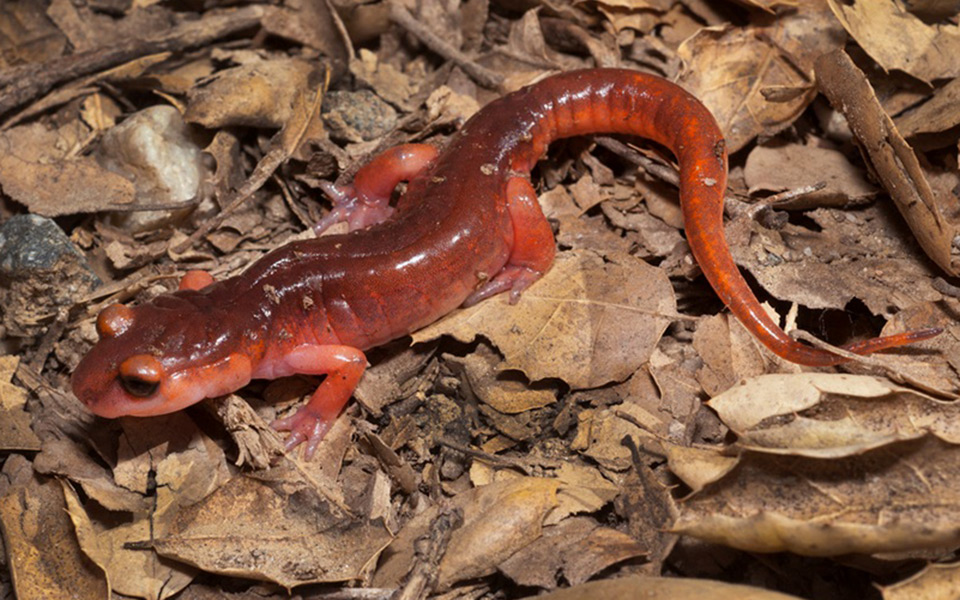 Monterey ensatina