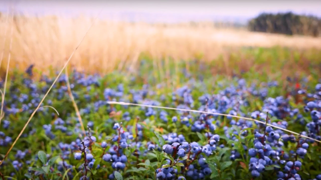 blueberries