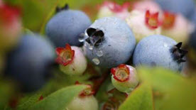 Wild Blueberries in bloom