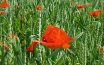 Ökologisches Getreide mit Mohn