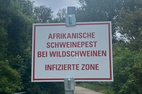 Afrikanische Schweinepest