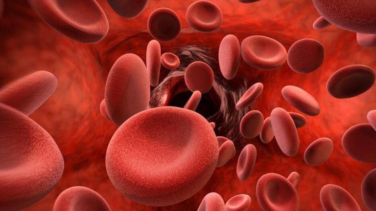 3D rendering of blood cells