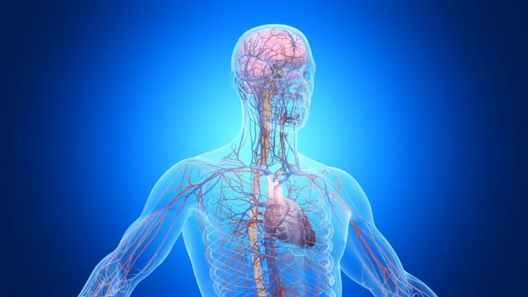 The human circulatory and nervous system are shown through a medical rendering of an adult man.