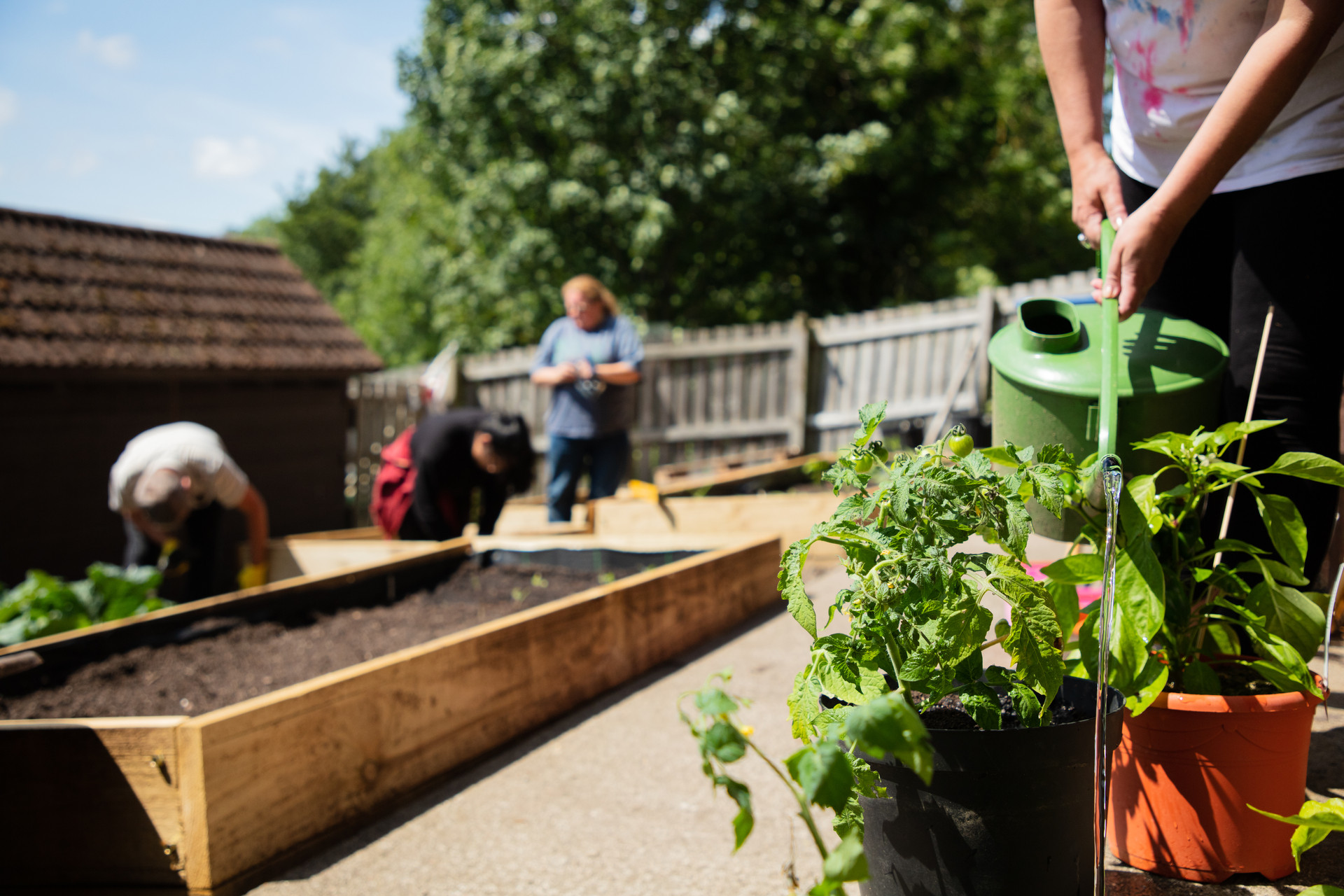 Person using a watering can to water tomato plants at a community planting plot.