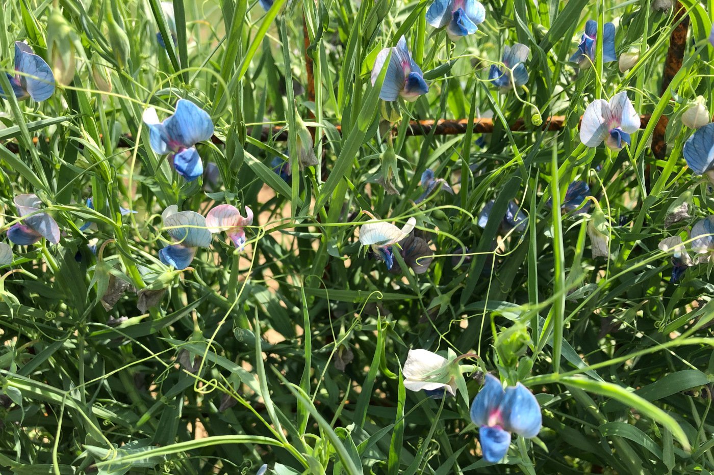 Hellblau-weiße Blüten einer Saat-Platterbsen-Herkunft