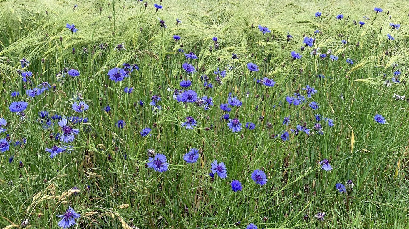 Kornblumen im Gerstenfeld. Foto: Jutta Schneider-Rapp