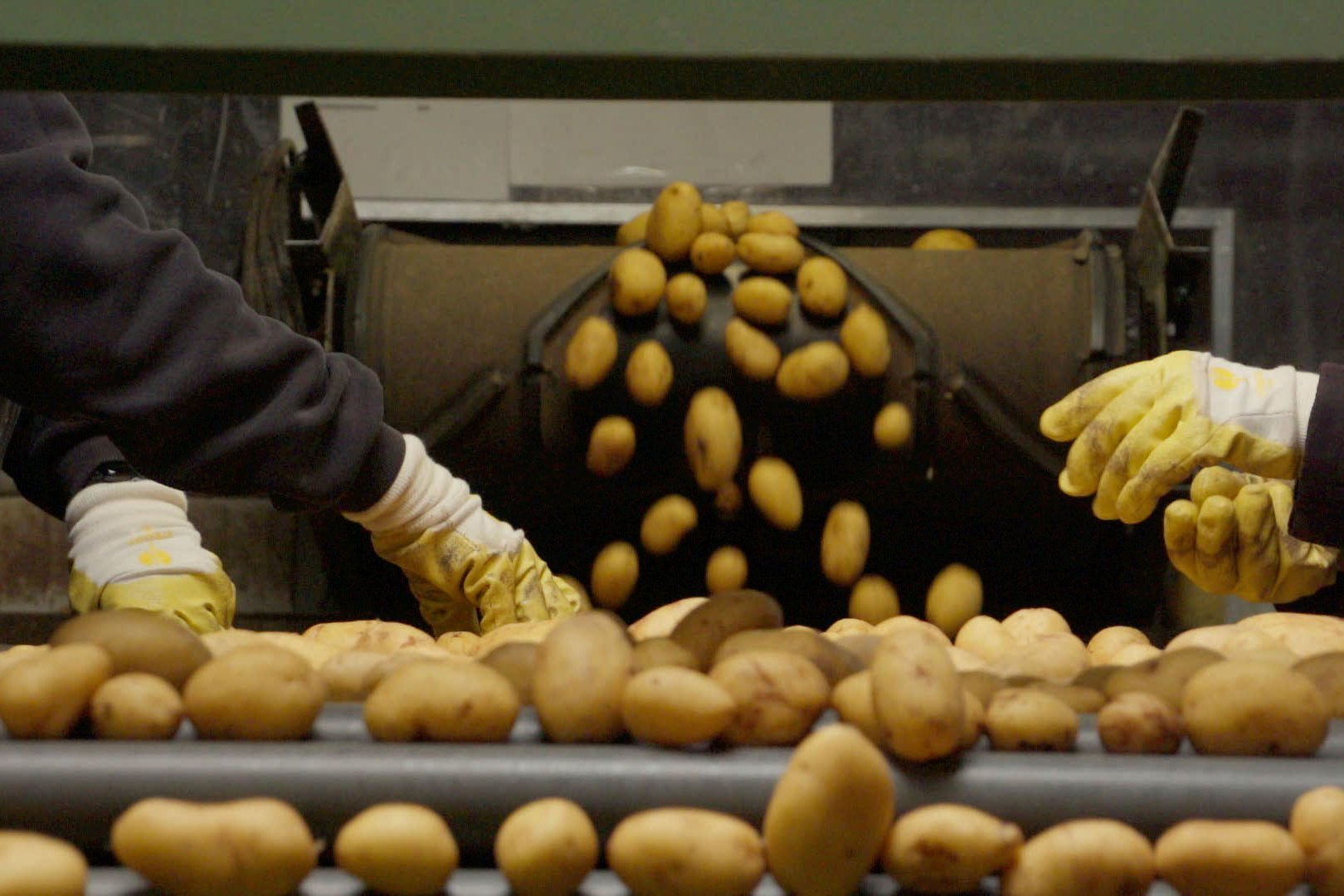 Mitarbeitende sortieren Kartoffeln an einem Förderband