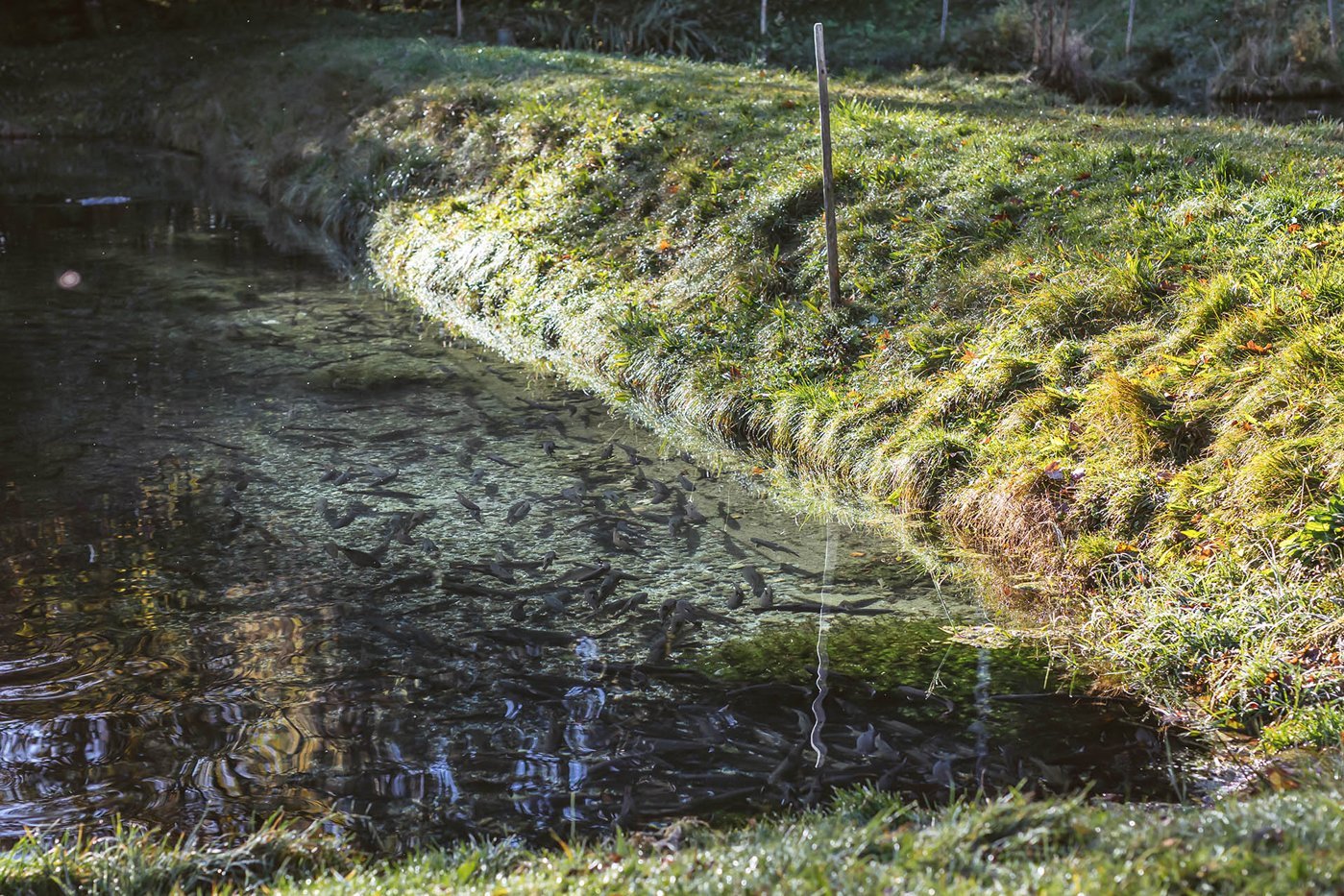 In einem Teich mit Grasbewuchs am Rand schwimmen zahlreiche Fische. Klick öffnet eine vergrößerte Ansicht in einem neuen Fenster.