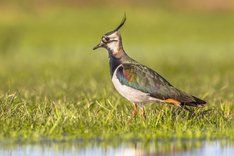 Mit Öko-Landbau Vögel der Agrarlandschaft fördern