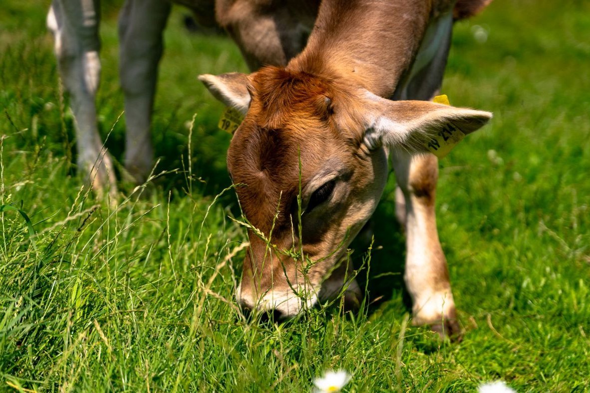 Kalb auf Weide