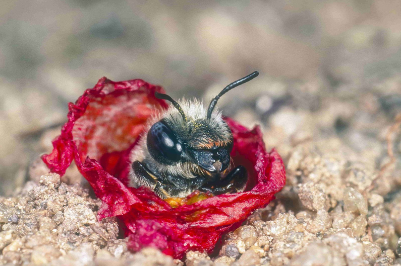 Mohn-Mauerbiene. Klick auf das Bild öffnet neue Seite auf oekolandbau.de