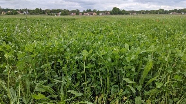 Blick auf ein Feld mit Spitzwegerich und Rotklee im Gemenge.