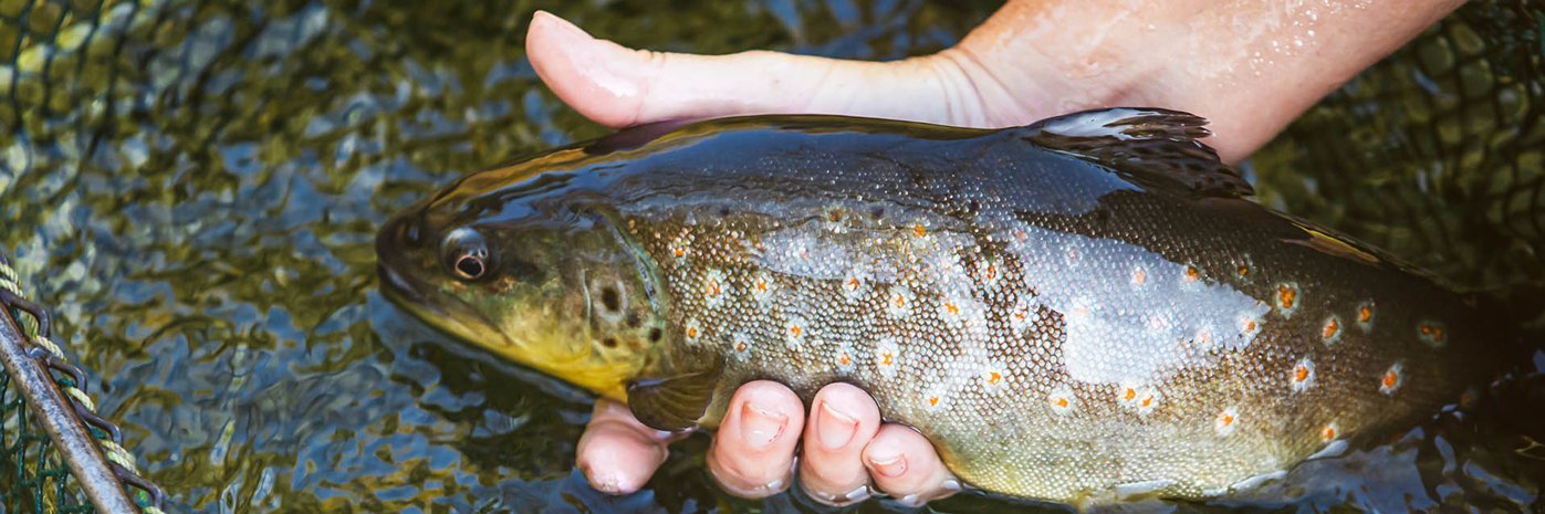 Eine Hand hält einen Fisch kurz über der Wasseroberfläche.