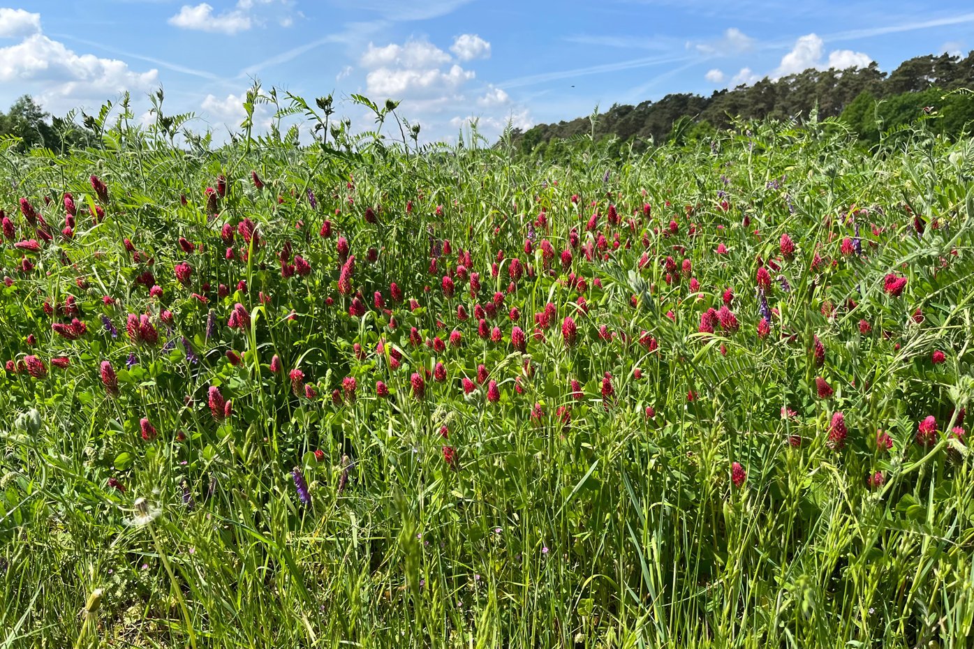 Blühender Bestand der Zwischenfruchtmischung Landsberger Gemenge. Foto: Morten Wehland, Bioland 