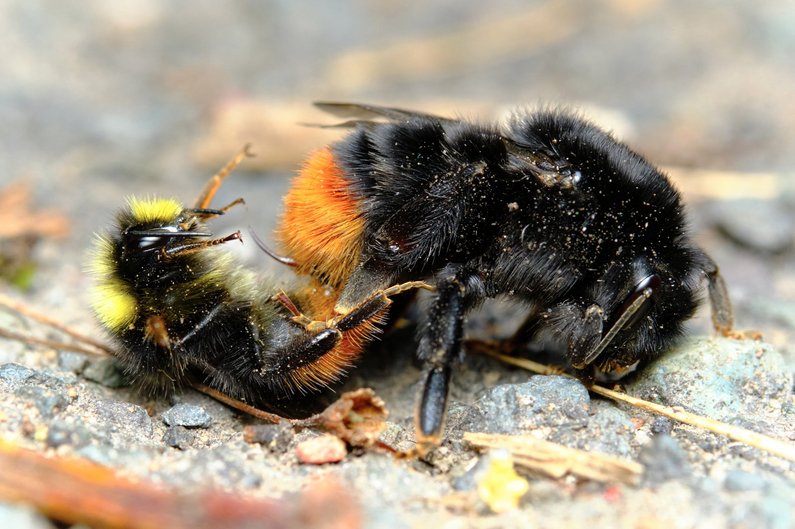 Steinhummel. Klick auf das Bild öffnet neue Seite auf oekolandbau.de