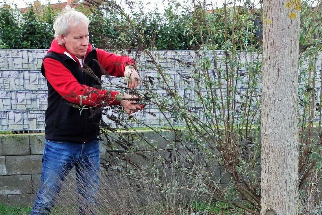 Mann beim Strauchschnitt, Klick führt zu Großansicht