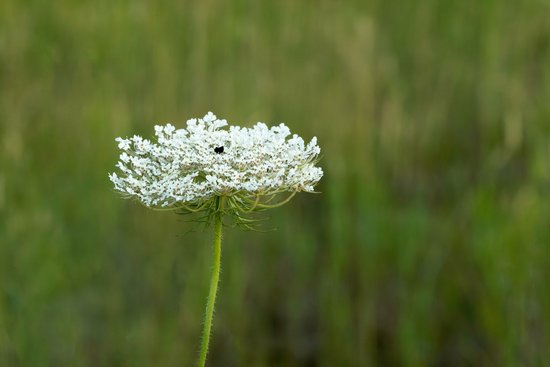 Weiße Blüte der Wilden Möhre