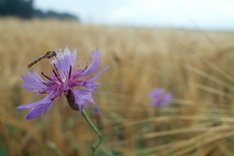 Biodiversität