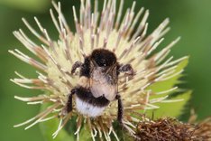 Bienenfreundlich biogärtnern