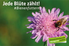 Biene auf Blume