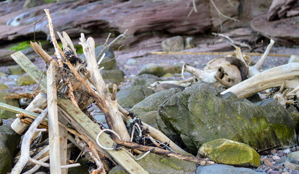 drift wood on the maine sandy shore