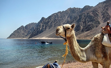 Kamel am Strand. © Hennie Kissling/fotalia.com