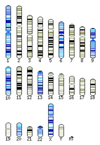 Human genome karyotype