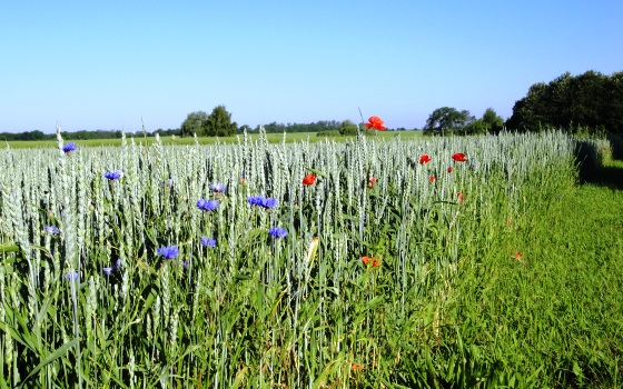 Landschaftsprozesse