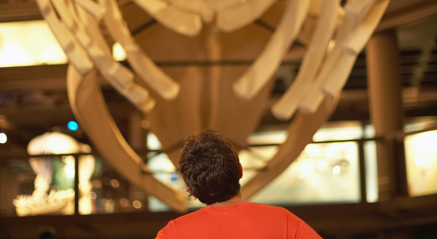 Man looking at large fossil