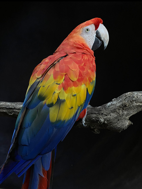 A detailed photo of a parrot that’s been optimised with Deep Fusion.